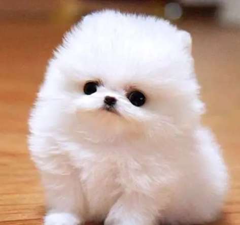 马来西亚茶杯犬多少钱