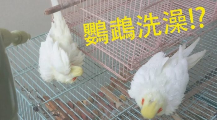 玄鳳鸚鵡洗澡