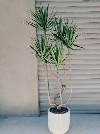 千年木照顧全攻略：室內植物養護技巧與常見問題解答