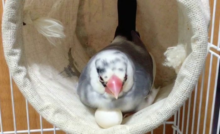 文鳥生蛋前兆