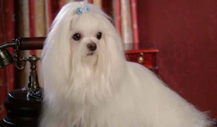 大型卷毛犬品種