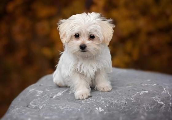 茶杯犬飼養 茶杯犬飼養
