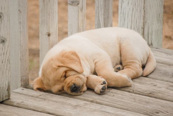 狗狗睡姿異常 狗狗睡姿異常