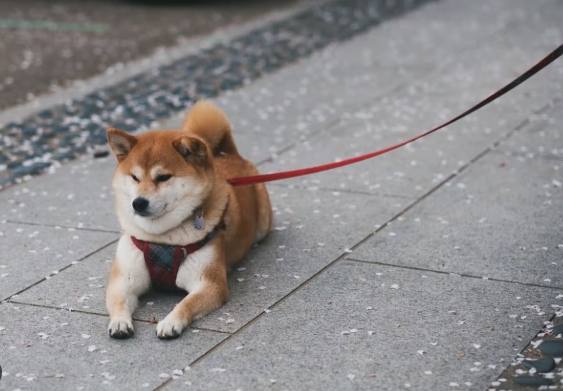 柴犬飼養 柴犬飼養