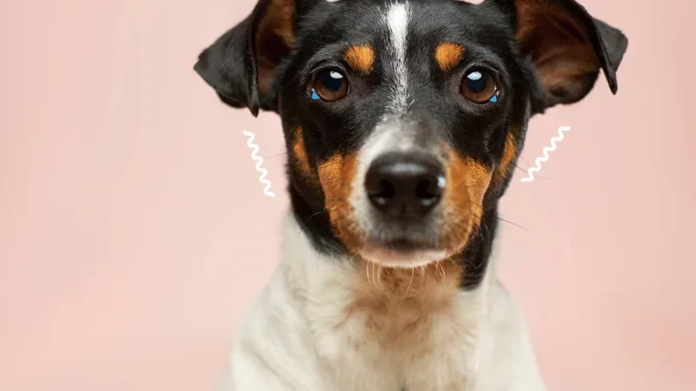 狗狗手術後發抖