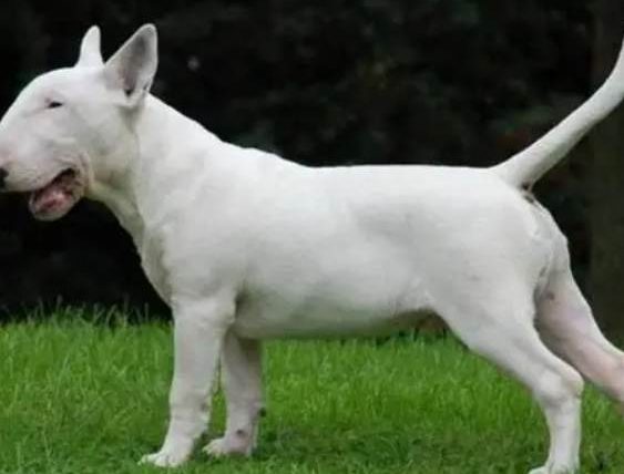 斯塔福郡鬥牛梗台灣禁養