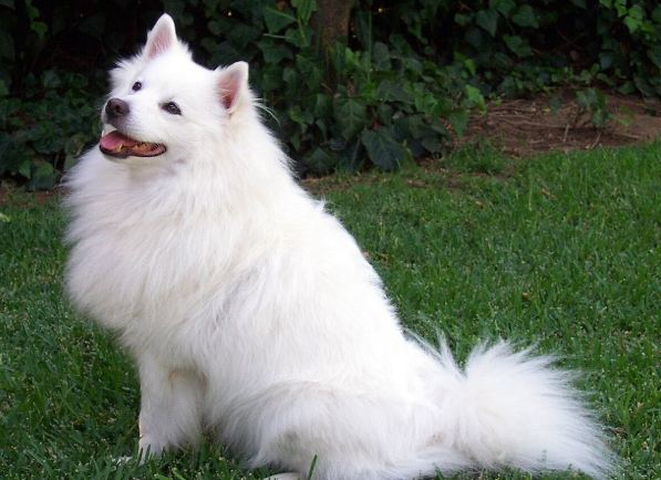 白色犬種飼養 白色犬種飼養