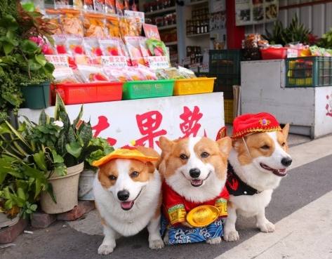 芒果乾對狗的好處