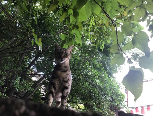 神秘貓眷村 神秘貓眷村