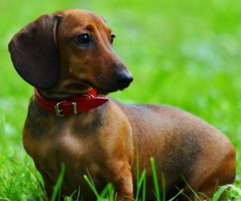 臫腸狗飼養要點 臫腸狗飼養要點