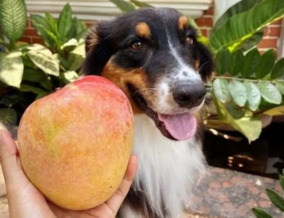 狗芒果怎麼喂