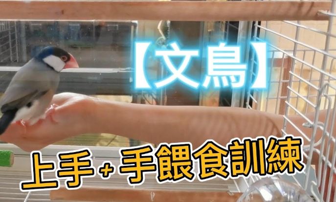 文鳥訓練