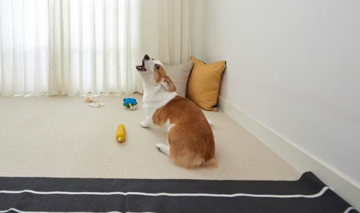 主人出門狗狗一直叫