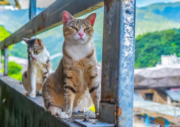 屏東貓村 屏東貓村