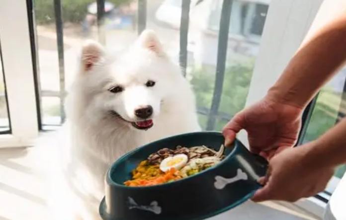 狗沒食慾怎麼辦？獸醫親授原因分析與解決對策