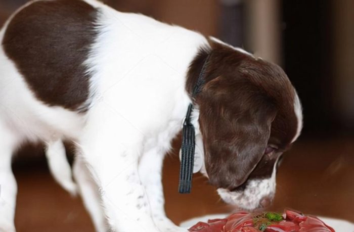 寵物粥好處 寵物粥好處