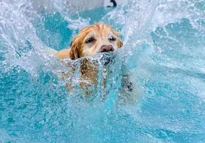 狗會游泳嗎