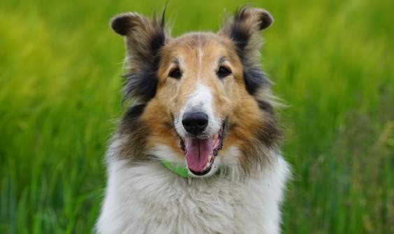 蘇格蘭牧羊犬 蘇格蘭牧羊犬