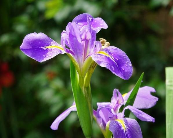 藍色鳶尾花寓意 藍色鳶尾花寓意