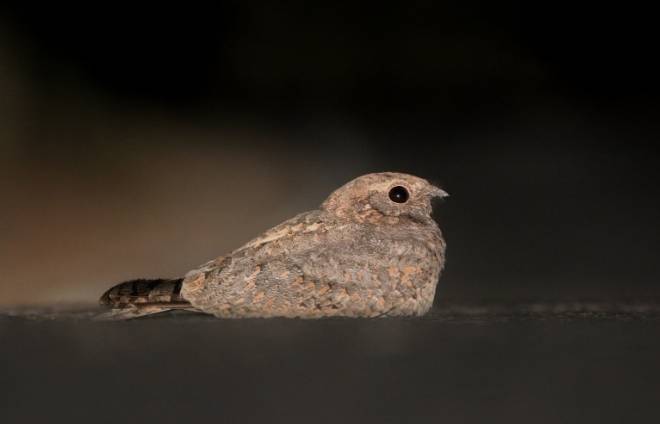 台灣夜鷹 是否 外來