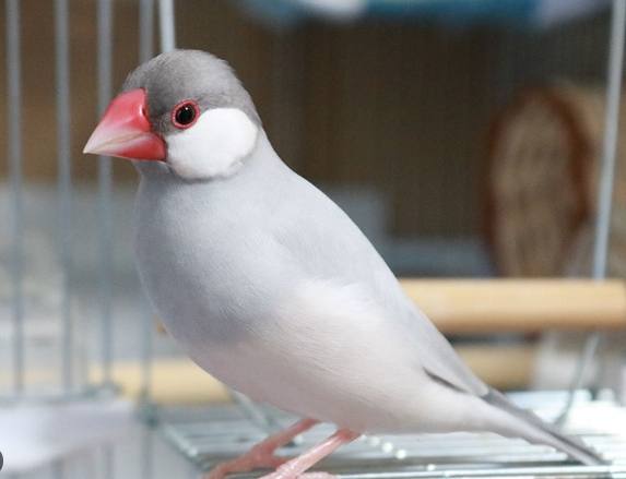 文鳥品種 文鳥品種