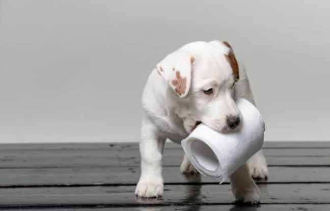 寵物魚類餵食風險 寵物魚類餵食風險