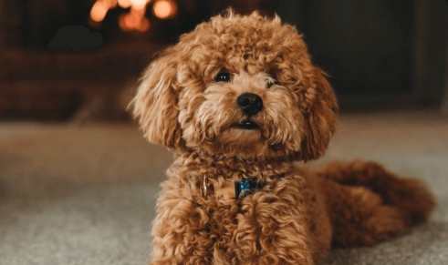 貴賓狗平均壽命