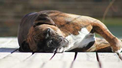 狗狗間歇性抽搐