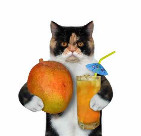 貓可以吃芒果嗎