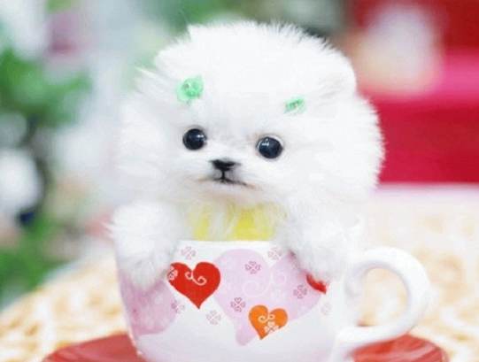 茶杯犬健康問題