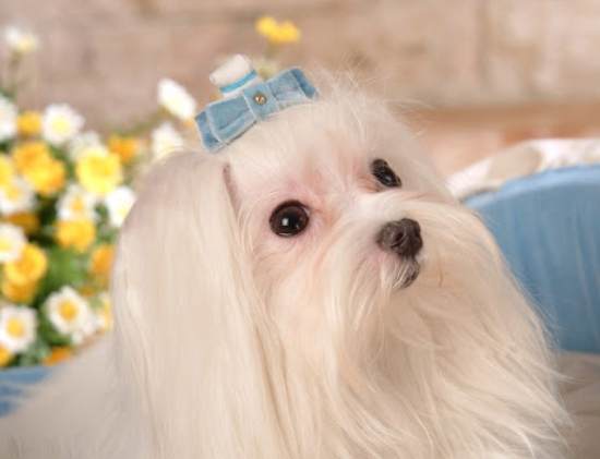 马尔济斯犬智商 马尔济斯犬智商