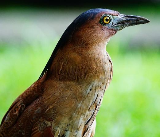 黑冠麻鷺 生態 黑冠麻鷺 生態