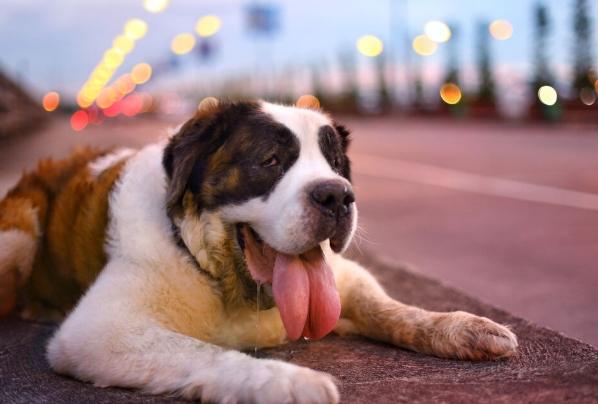 狗中暑症狀 狗中暑症狀