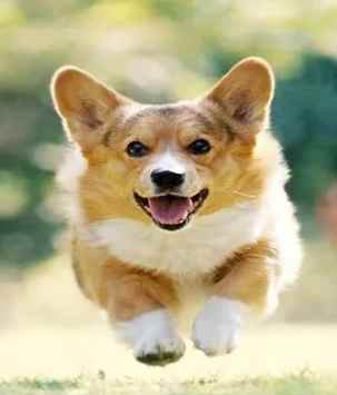 柯基護理 柯基護理