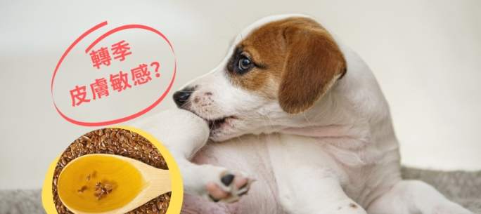 寵物飲食油類風險 寵物飲食油類風險