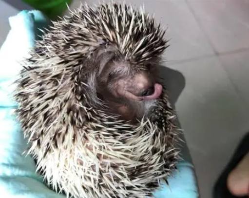 刺蝟會咬人嗎