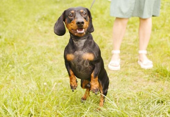 臘腸狗身形原因 臘腸狗身形原因