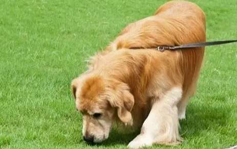 如何訓練狗仔不要亂吃地上東西