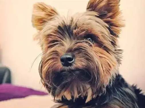 約克夏掉毛處理