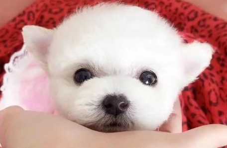 百合對狗有害 百合對狗有害