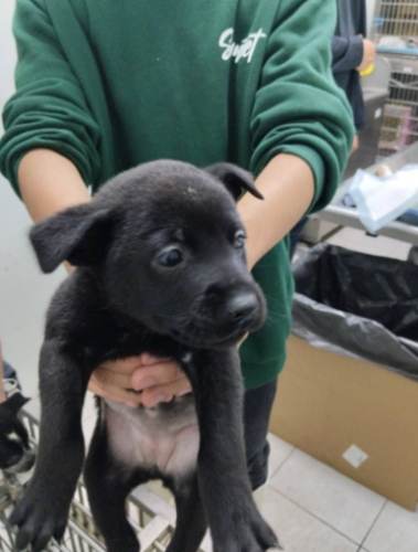 領養小型犬注意事項