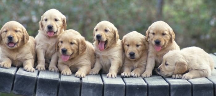 心絲蟲診斷方法 心絲蟲診斷方法