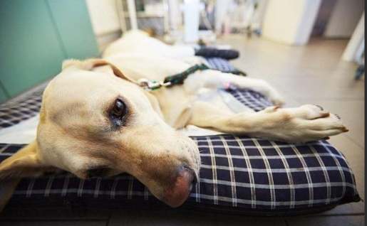 狗絕育健康風險