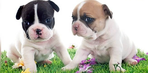 短吻犬阻塞性呼吸道症候群