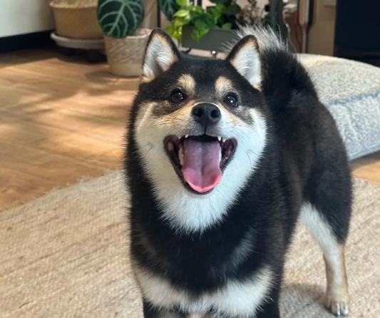黑柴犬飼養 黑柴犬飼養