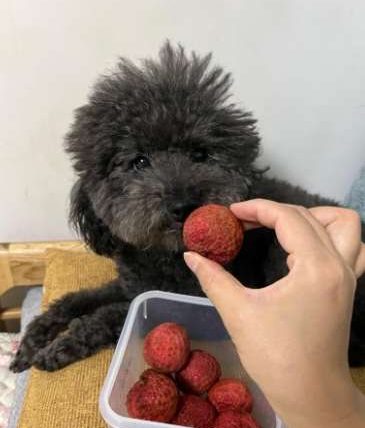 狗狗可以吃荔枝嗎？