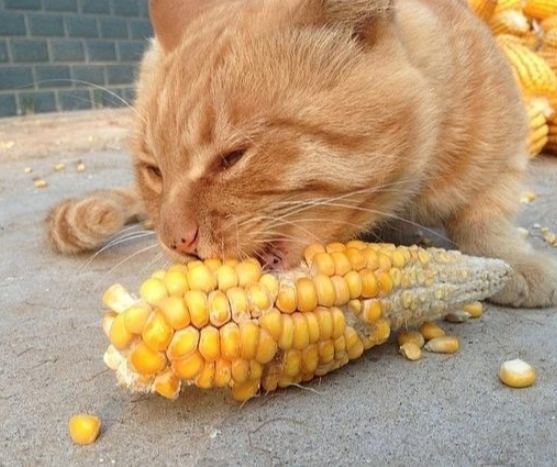 貓咪飲食玉米 貓咪飲食玉米