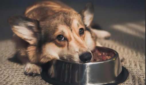 狗絕育健康風險