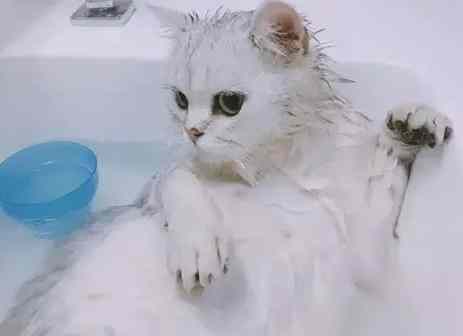 貓洗澡癲癇原因 貓洗澡癲癇原因