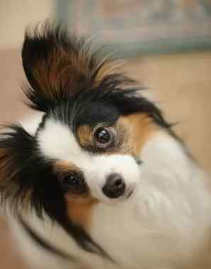 蝴蝶犬 飼養 指南 蝴蝶犬 飼養 指南